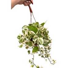 Askılı Alacalı Patos Salon Sarmaşığı (Pothos Njoy - Epipremnum Aureum)