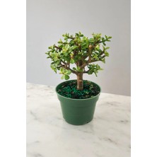 Para Bonsai Orta Boy Odunsu Gövde Afra Para Çiçeği 001BE