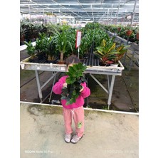 Zamia Bitkisi Dolgun Form Canlı Salon Çiçeği - Ölümsüz Bitki Zamioculcas Zamiifolia Saksılı