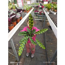 Göz Alıcı Calathea Lancifolia - Özel Desenli Canlı Dua Çiçeği - Ev & Ofis Hediyesi