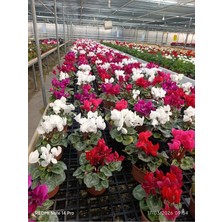 Muhteşem Renk Cümbüşü Cyclamen (Sıklamen) Çiçeği - Iç ve Dış Mekanlar Için!