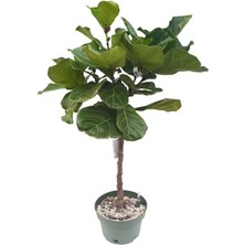 Ficus Lyrata Tijli (26 cm Saksıda)