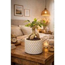 Dekoratif Saksılı Ficus Ginseng Bonsai Canlı Bitki – Masaüstü Ofis Ev Salon Bitkisi