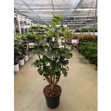 Polyscias Balfouriana Bitkisi