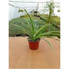 Kurdela Çiçeği Fidanı Chlorophytum Comosum 10-20 cm