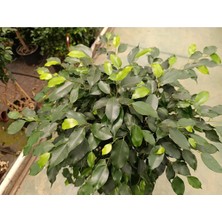 Ficus Sütun Örgü Bitkisi
