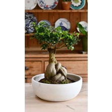 Doğanın Sanatı: Ficus Ginseng Bonsai - Seramik Saksıda