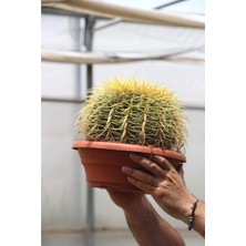Dev Altın Fıçı Kaktüs 25-30 cm