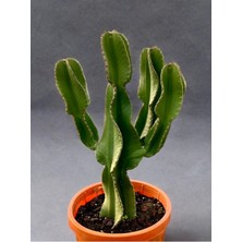 Euphorbia Ingens