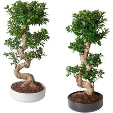 Ficus Ithal S Bonsai