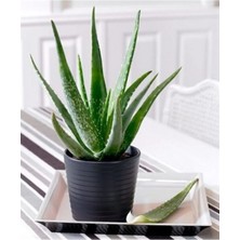 Aloe Vera Bitkisi