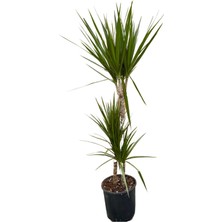 Marginata Dracena 3’lü Dikim 80-100CM