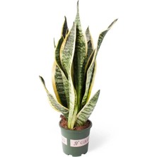 Sansevieria Trifasciata | Paşa Kılıcı (Yerli) 12CM Ø