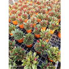 Peperomia Rosso Canlı Salon Bitkisi – Kırmızı Yapraklı Dekoratif Saksı Çiçeği Umut Bitkisi