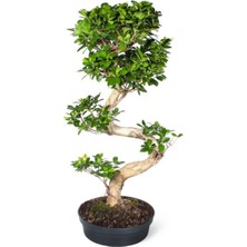 Ficus Bonsai (Bonzai) Bitkisi S Gövdeli