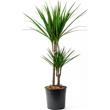 2'li Dracena Marginata Bonsai