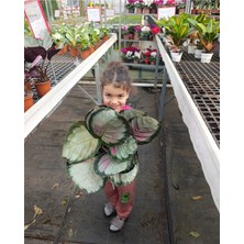 Ithal Calathea Roseopicta Rosy Özel Formlu Pembe Yapraklı Canlı Salon Bitkisi - Dekoratif Dua Çiçeği