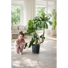 Dev Deve Tabanı Monstera Çift Kök