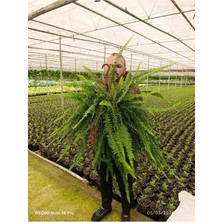 Dev Boy Aşk Merdiveni Çiçeği - 60-100 cm Dolgun Ithal Askılı Boston Fern Salon Bitkisi Fulyaprak