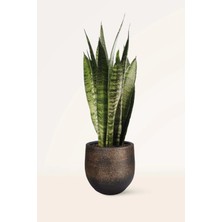 Sansevieria Zeylanica Ithal Paşa Kılıcı Kılıç Çiçeği