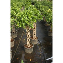 Ficus Microcarpa Sütun Örgü 60CM