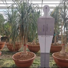 Beaucernea Recurvata 180-200 cm (Nolına) - Fil Ayağı