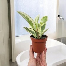 Banyo Bitkisi Peperomia Obtusifolia Variegata Umut Bitkisi