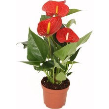 Yerli Anthurium Andraeanum Red - Kırmızı Antoryum Flamingo Çiçeği Iç Mekan