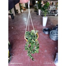 Hoya Carnosa Compacta Askılı Saksı Nadir Sarkıcı Mum Çiçeği Kıvırcık Yapraklı
