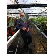 Canlı Philodendron Imperial Red – Bordo Yapraklı Dekoratif Salon Bitkisi Orta Boy