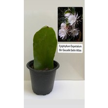 Epiphyllum Oxpetalum Bir Gecelik Gelin Beyaz Atlas 8cm Saksılı