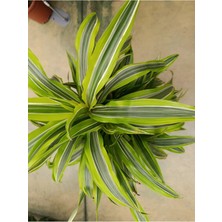 Dracena Lemon Lime - Alacalı Drasenya Bitkisi