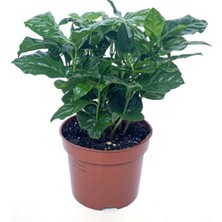 Kahve Ağacı Bitkisi - Coffea Arabica