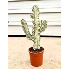 Euphorbia Ingens Variegata Büyük