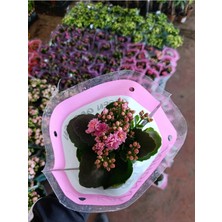 Pembe Kalanchoe Kalandiva Canlı Çiçek - Hediyelik, Dayanıklı Ev Bitkisi