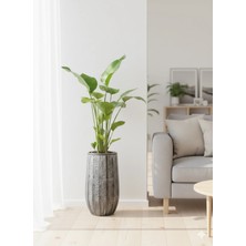 Şık Polyester Saksıda 3 Köklü Starliçe 170-180 cm