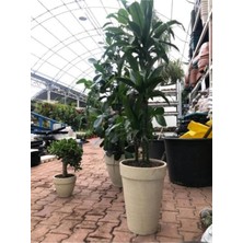 Hafif Beton Saksı Lavanta Krem (S) 33X45