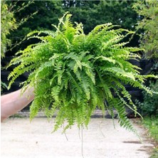 Nephrolepis Exaltata Aşk Merdiveni Bitkisi Askılı Saksıda