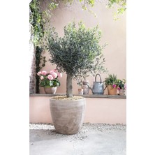 Dekoratif Saksıda Olıve Tree Zeytin Ağacı