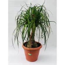 Beaucarnea Recurvata Nolina Bitkisi