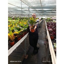 Canlı Kroton Petra Ithal Büyük Boy Yaprak Güzeli Salon Bitkisi + Saksı