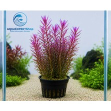 Aqua Expert Canlı Akvaryum Bitkileri - Rotala Sp. 'gia Lai' (High Red) - 5 Dal - Harika Form