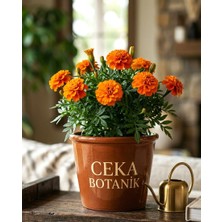 Ceka Botanik Kadife Çiçeği (Tagetes) Turuncu/Sarı Renk Seçenekli