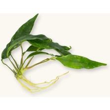 NetX Canlı Bitki L018 Anubias Barteri Var Glabra (Minim A)