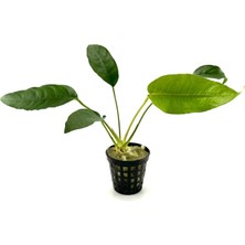 NetX Canlı Bitki L020 Anubias Barteri Short And Sharp