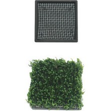 Cosmotex Ista Bitki Taban Seramik 5 cm Kare