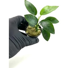 NetX Canlı Bitki L019D  Anubias Barteri Var Nana (Type  D)