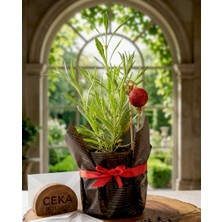 Ceka Botanik Tasarım Kağıt Aranjmanlı Canlı Lavanta - Özel Hediye Paketinde Mis Kokulu Bitki