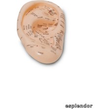 PremiumPort Kulak Anatomisi Modeli, Akupunktur Eğitimi Için Medikal Eğitim Aracı