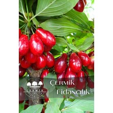 Çermik Fidancılık Aşılı Kızılcık Fidanı 3 Yaş